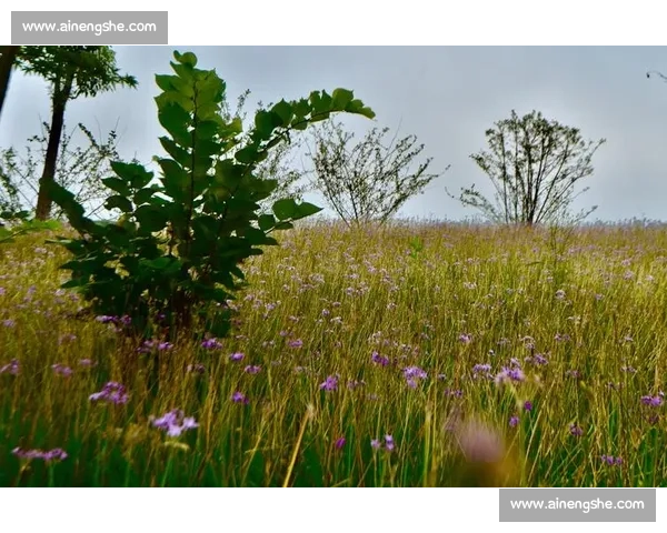 影像记忆：野马赛道 19.5 公里，定格花海前的骑行瞬间